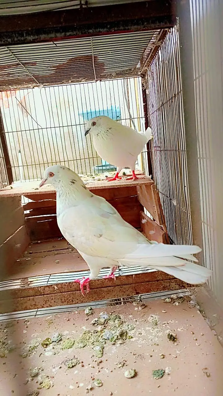budgie pairs or pigeon hai — photo 6