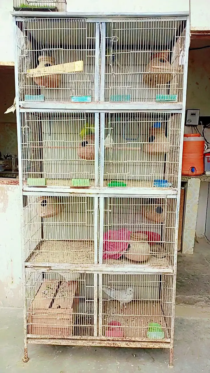 budgie pairs or pigeon hai — photo 7