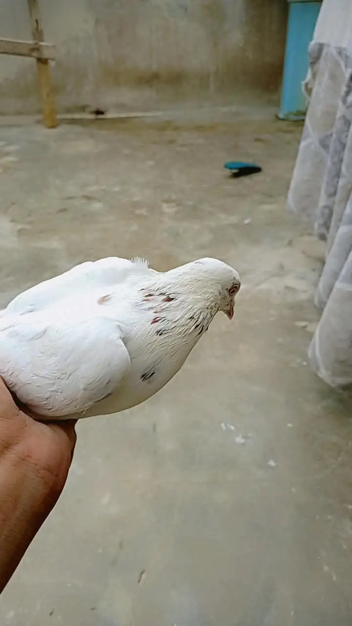 budgie pairs or pigeon hai — photo 9