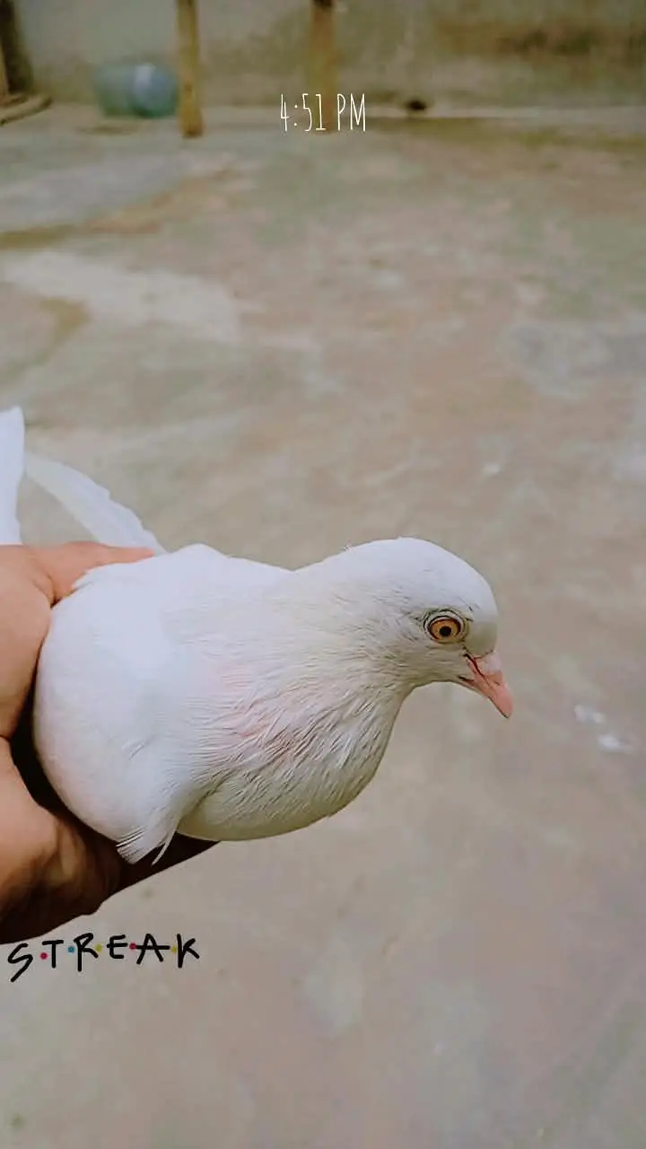 budgie pairs or pigeon hai — photo 10