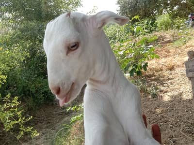 goraya goat farm162m