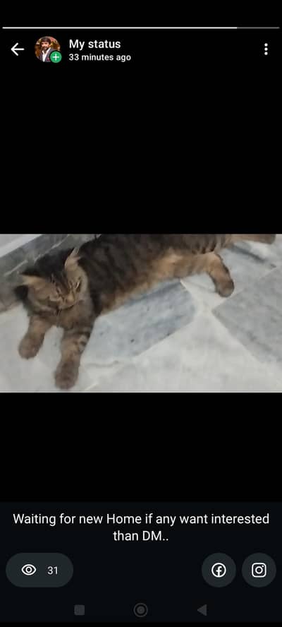 Male Fully Tamed Cat for sale