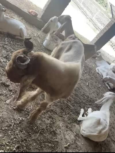 bakra for sale