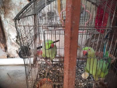 Healthy Ringneck Parrot Pair for Sale