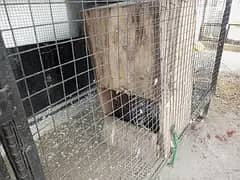 African Grey Breeder pair