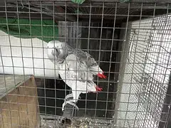 African Grey Breeder pair — photo 2