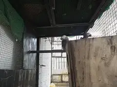 African Grey Breeder pair — photo 4