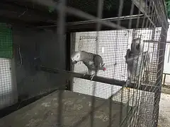 African Grey Breeder pair — photo 5