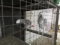 African Grey Breeder pair — photo 6