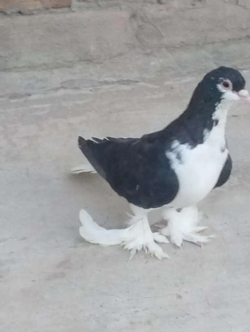 Fully Active Lahori Sherzi — photo 2