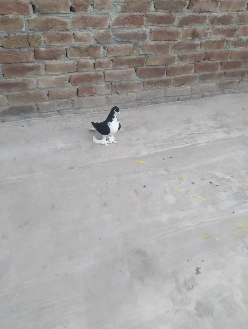 Fully Active Lahori Sherzi — photo 5
