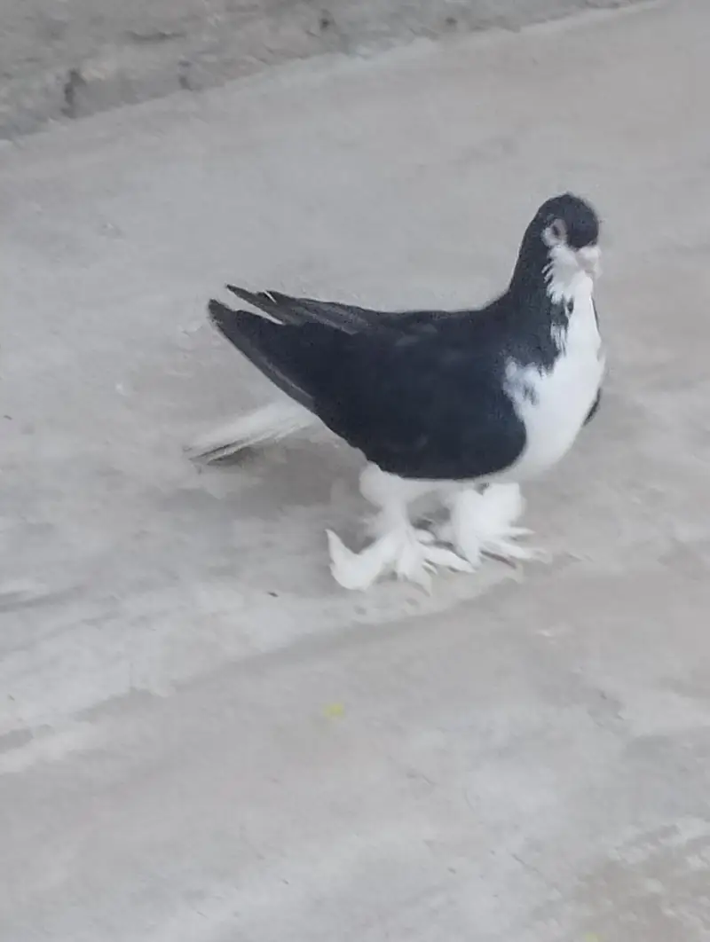 Fully Active Lahori Sherzi — photo 6