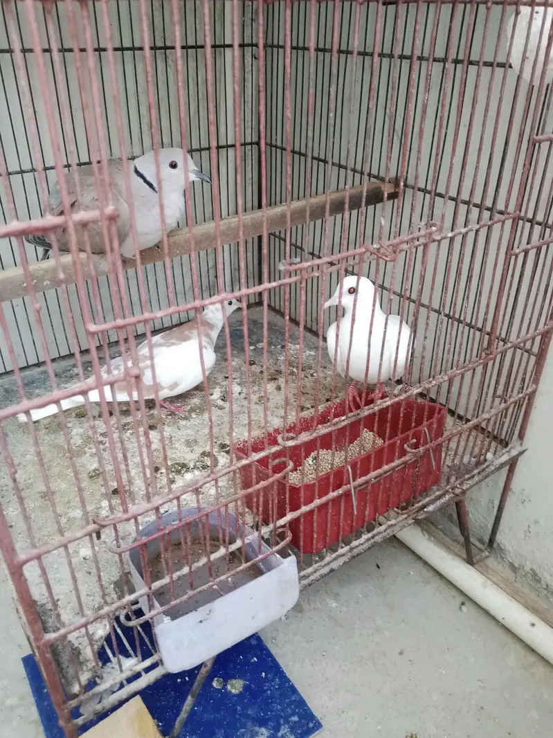 khumray dove  03040214814 is per baat kry plz — photo 2