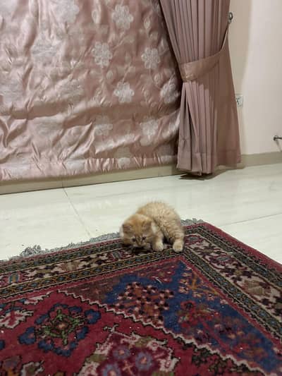 Orange american persian cat