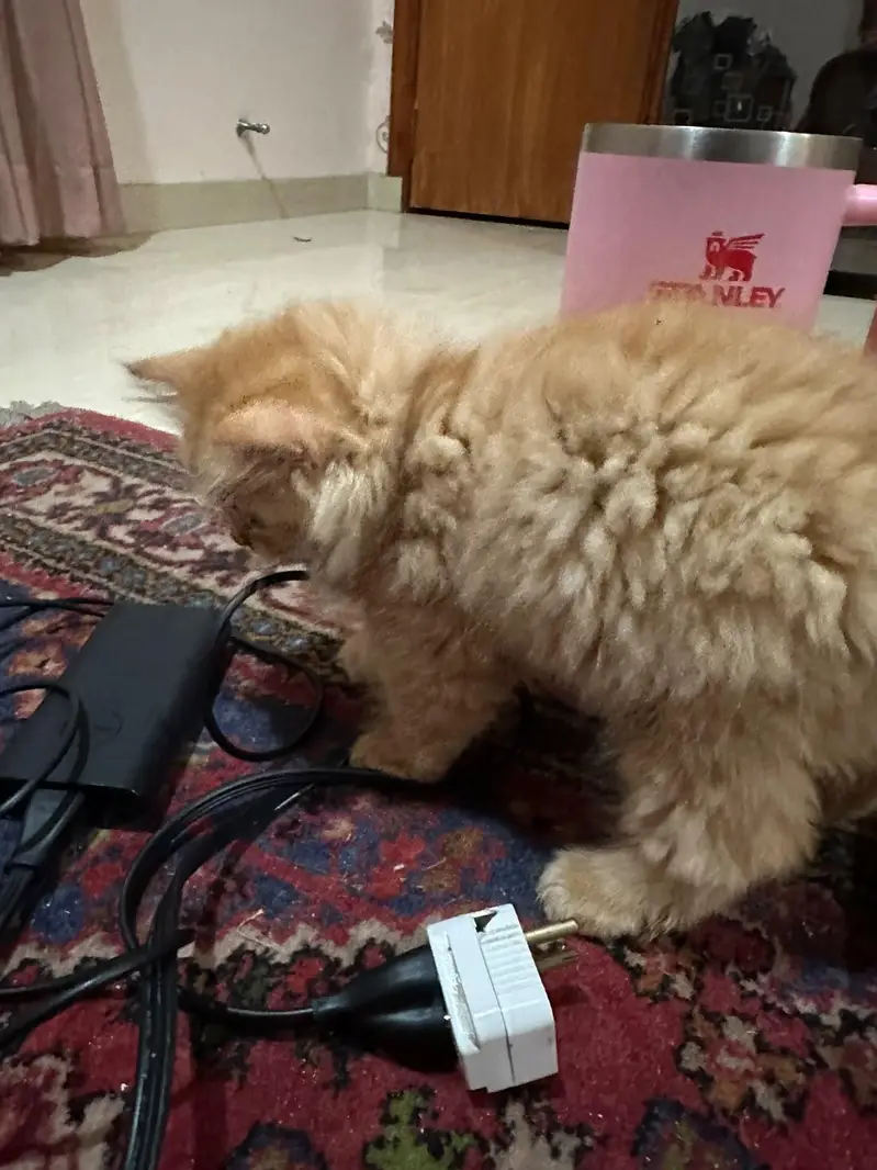 Orange American Persian kitten — photo 2