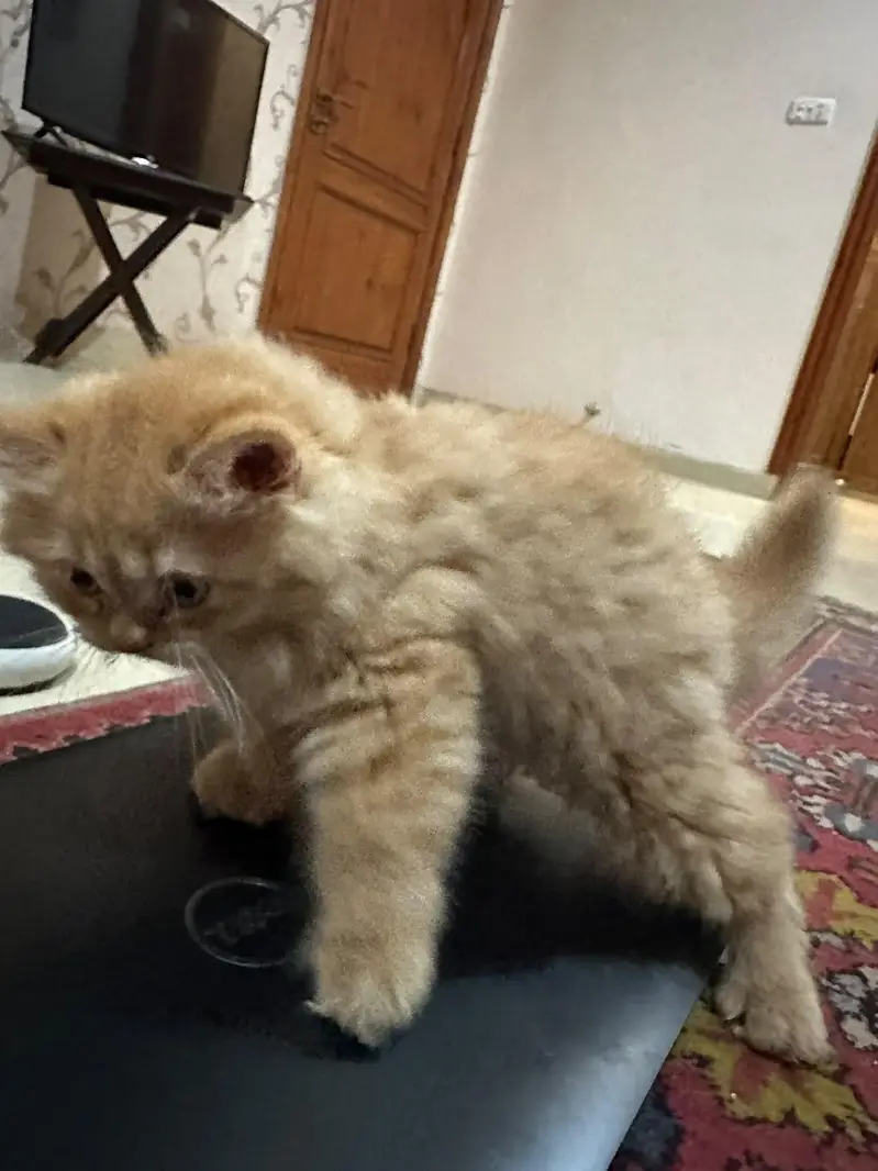 Orange American Persian kitten — photo 3