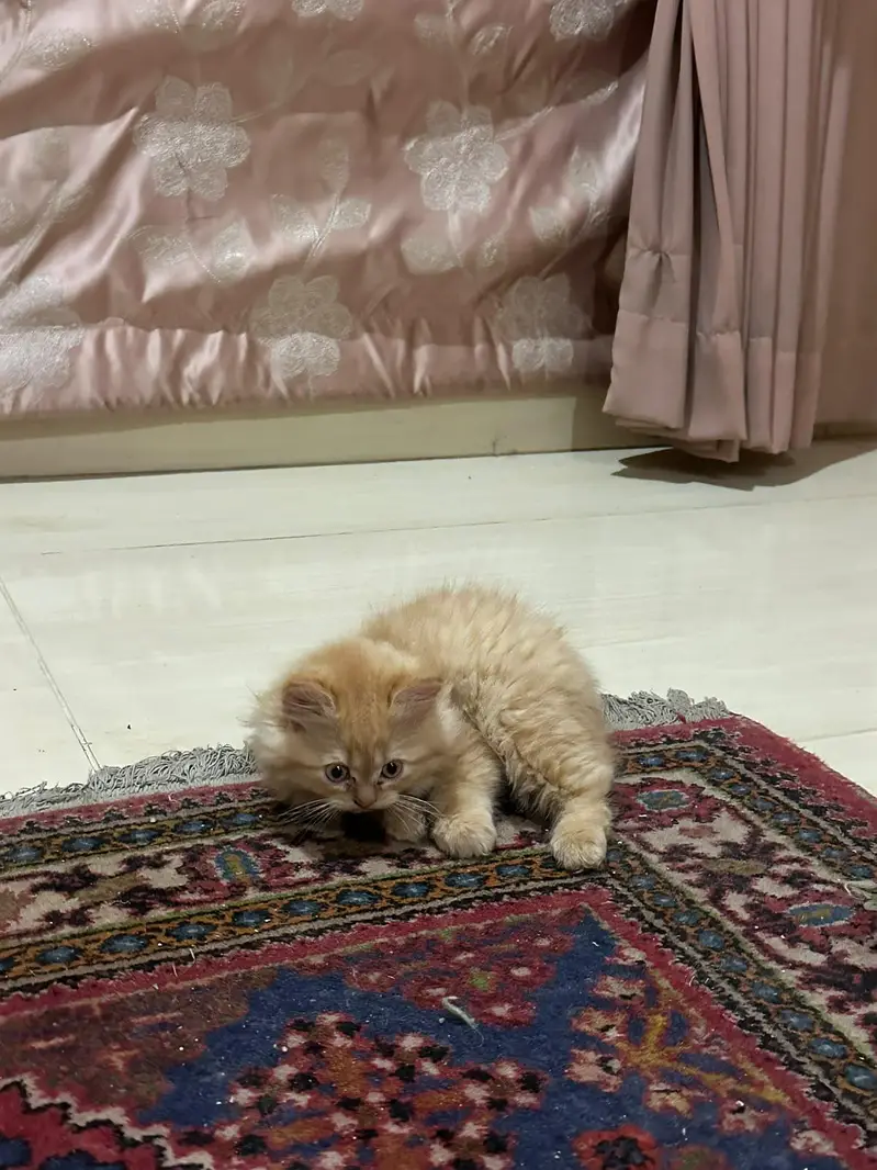 Orange American Persian kitten — photo 4