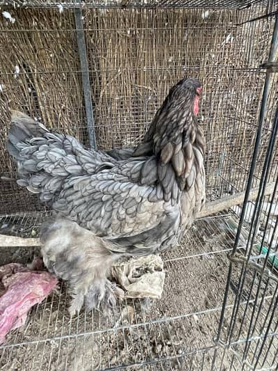 Brahma available for sale