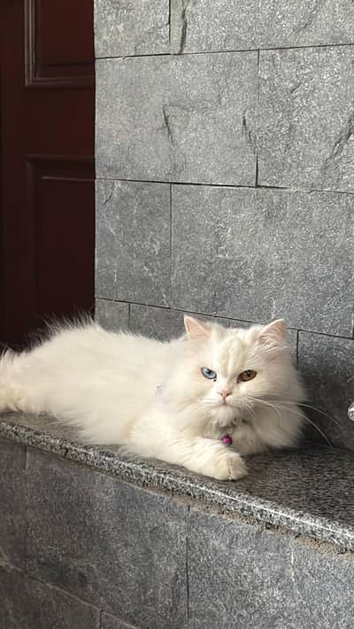 Beautiful triple Coat Persian Cat for sale