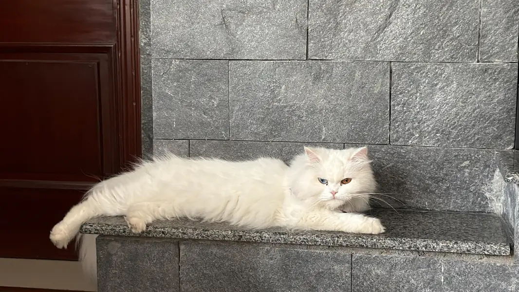 Beautiful triple Coat Female Persian Cat for sale — photo 2