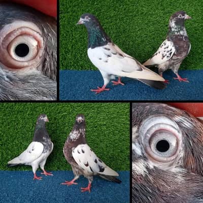 Pigeons|fancy |chapry|ferozpuri|surkhy|mix joro|Pigeons in Lahore