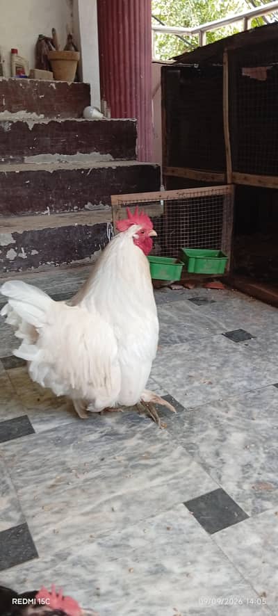 Rare breeder bantum top quality 1 male 1 female
