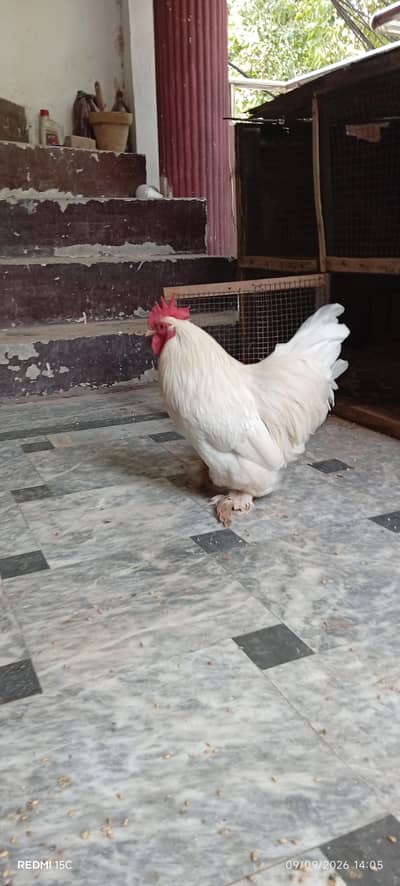 Rare breeder bantum 1 male 1 female top quality