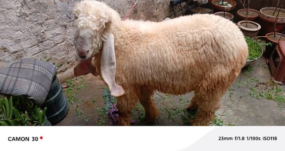 Kajli | sargoday kay kajle | Gulabi Kajla | goat | sheep | 6 month old