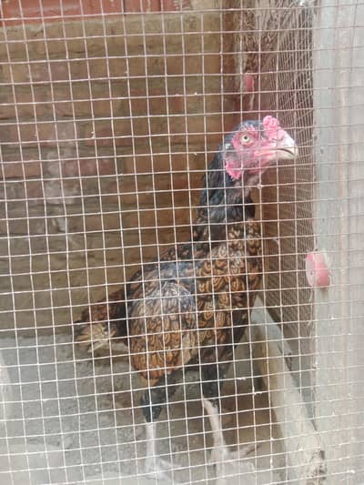 3 hens for sale Pakistani+ thai