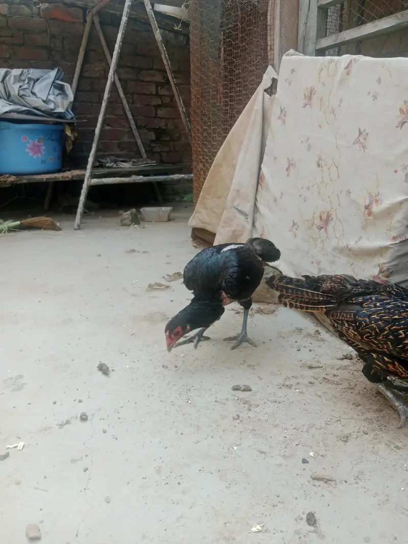 3 hens for sale Pakistani+ thai — photo 2