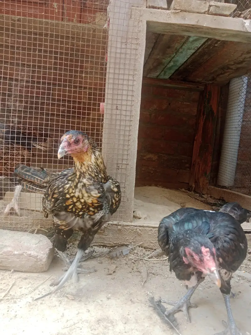 3 hens for sale Pakistani+ thai — photo 3