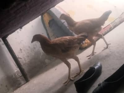 2 Hens ha dono female ha Age 8 months