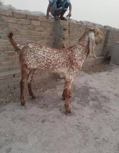 Makkah Chini Bakra For Sale/ 03242703900