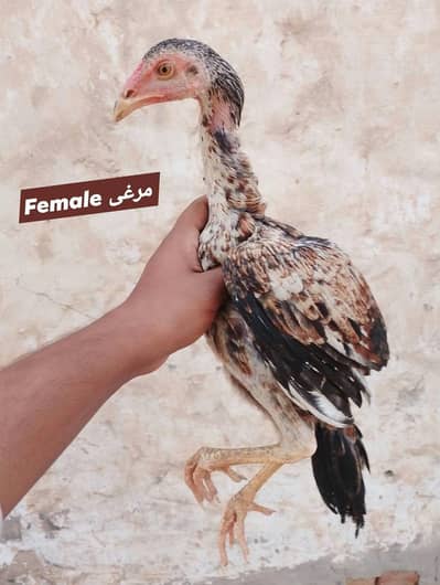 home breed pure aseel