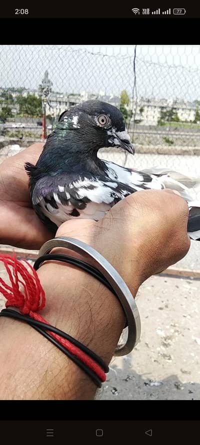 bht hi acha male ha rampuri breed ka