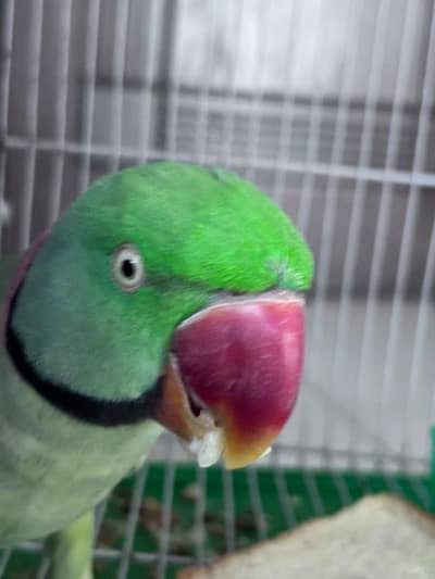 Talking parrot for sale