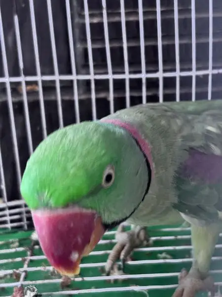 Talking parrot for sale — photo 2