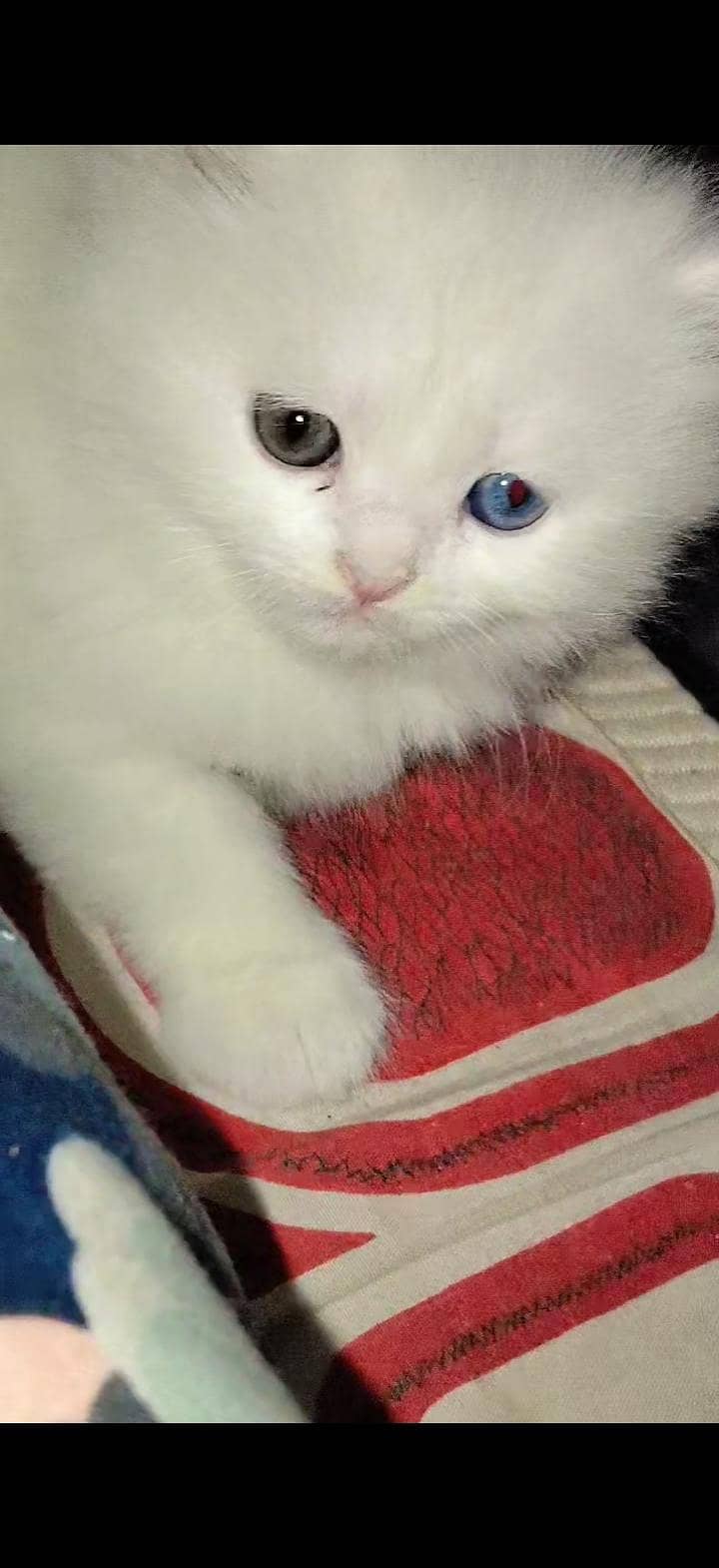 Odd Eyes Cat 1
