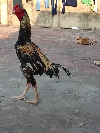 pure aseel jawa murga  03240498529