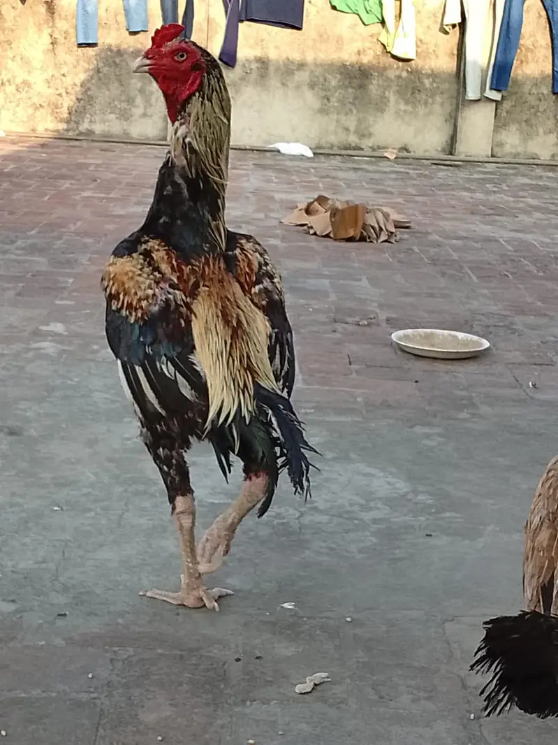 pure aseel jawa murga  03240498529 — photo 2
