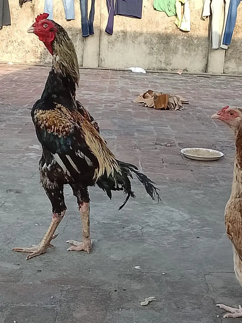 pure aseel jawa murga  03240498529 — photo 3