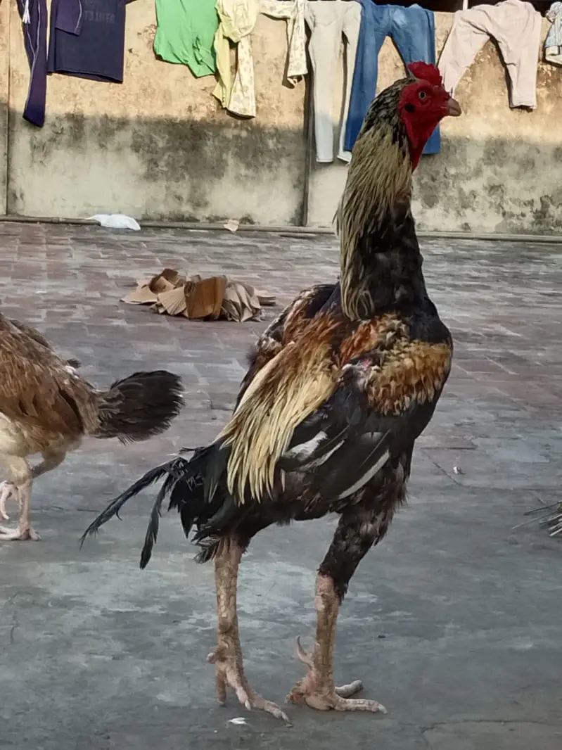 pure aseel jawa murga  03240498529 — photo 4