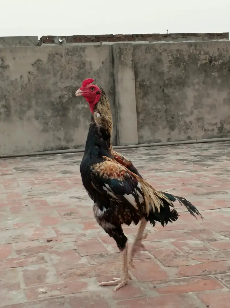 pure aseel jawa murga  03240498529 — photo 5