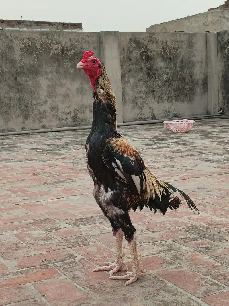 pure aseel jawa murga  03240498529 — photo 6