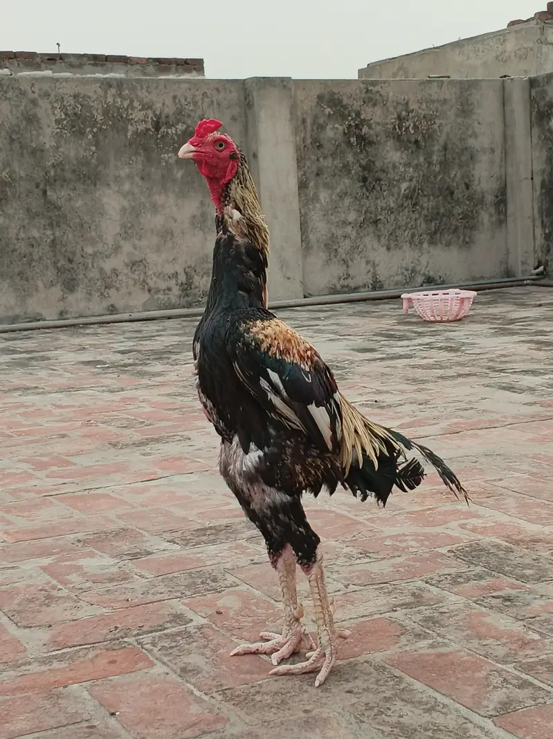 pure aseel jawa murga  03240498529 — photo 7