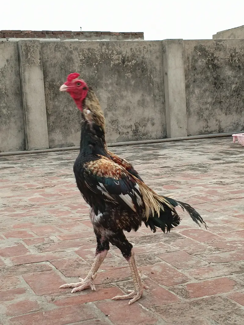 pure aseel jawa murga  03240498529 — photo 8
