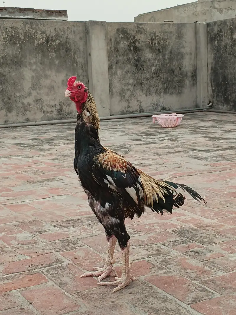 pure aseel jawa murga  03240498529 — photo 9