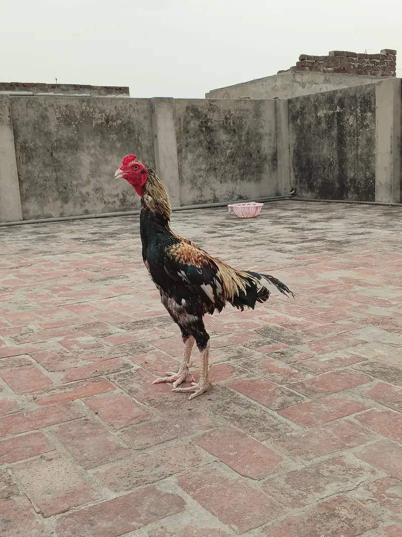 pure aseel jawa murga  03240498529 — photo 10
