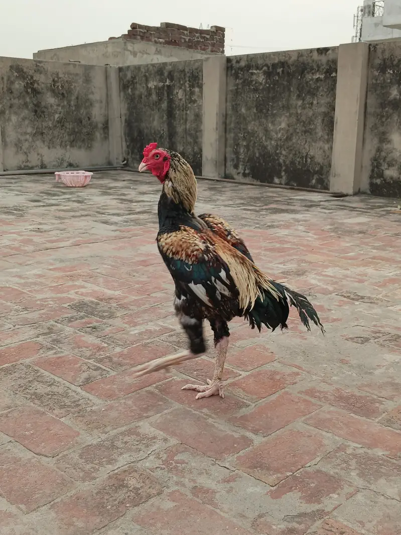 pure aseel jawa murga  03240498529 — photo 11