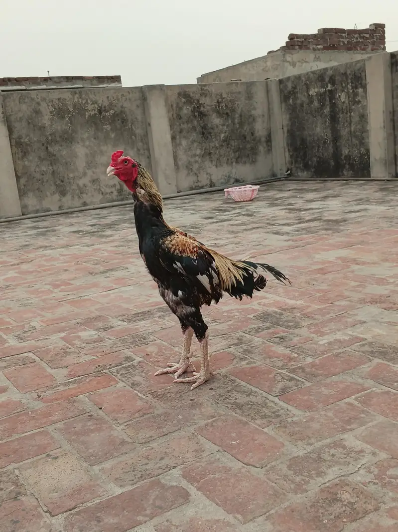 pure aseel jawa murga  03240498529 — photo 12